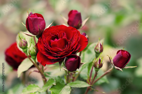 Blooming maroon roses landscape. Summer garden floral scene. Soft bokeh photo.