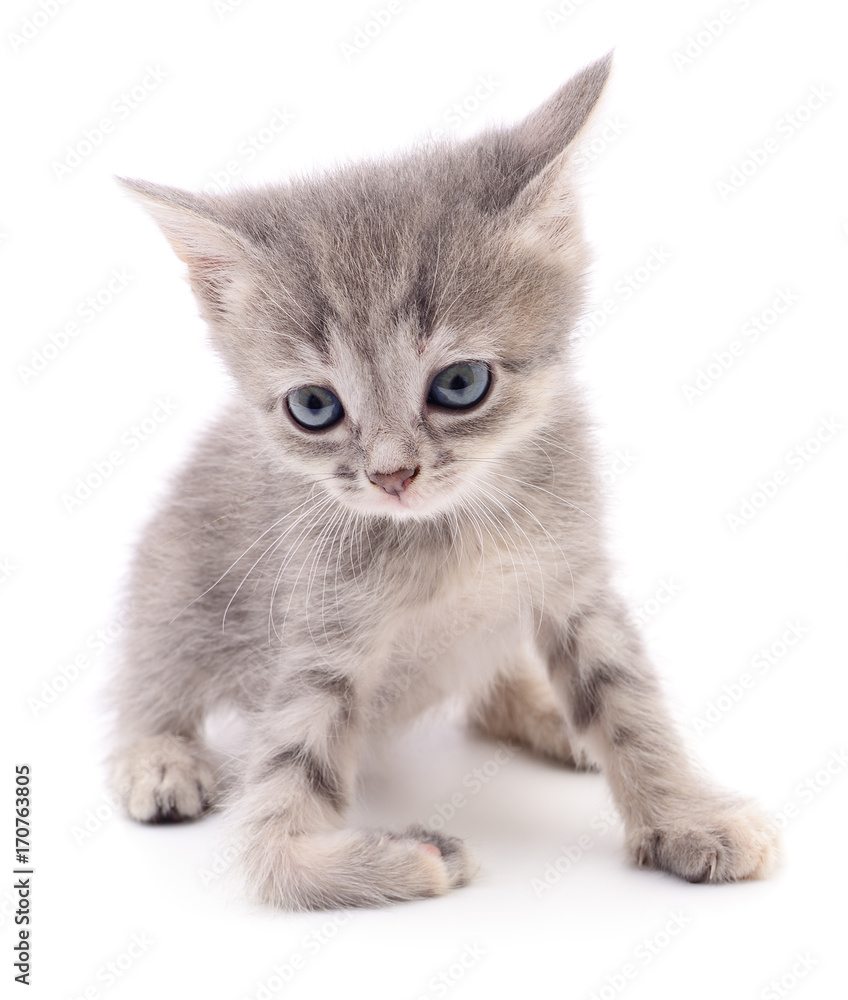 Small gray kitten.