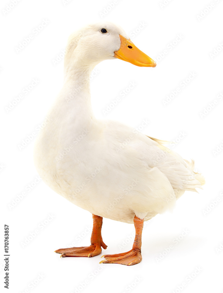 Duck on white.