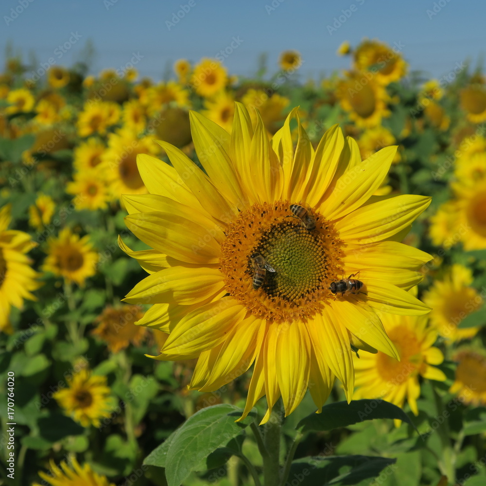 Fototapeta premium Large sunflower against blue sky in summer