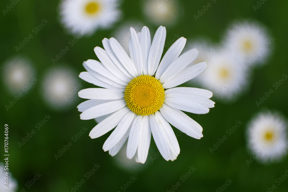 Fototapeta premium Marguerite