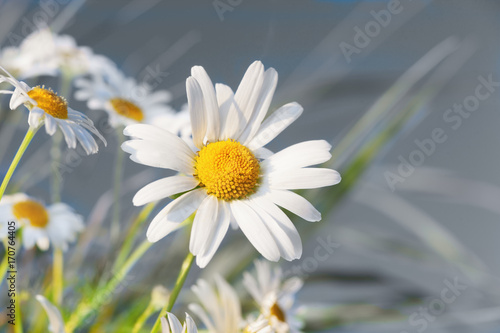 Fototapeta Naklejka Na Ścianę i Meble -  Chamomile among flowers