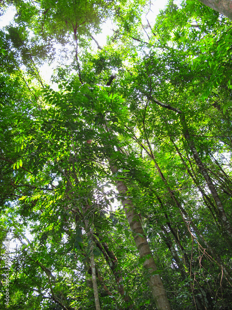 Naklejka premium rain forest trees and vegetation seen from the ground