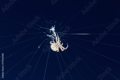Garden Spider Making its Web