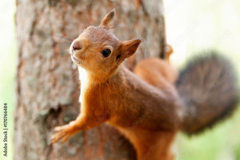 Red Squirrel in nature Red Squirrel in nature