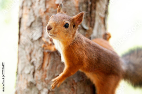 Red Squirrel in nature © Nova Stocks