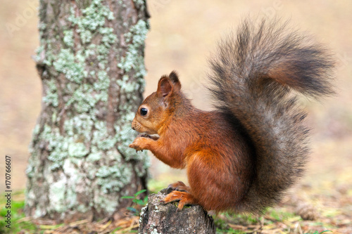 Red Squirrel in nature