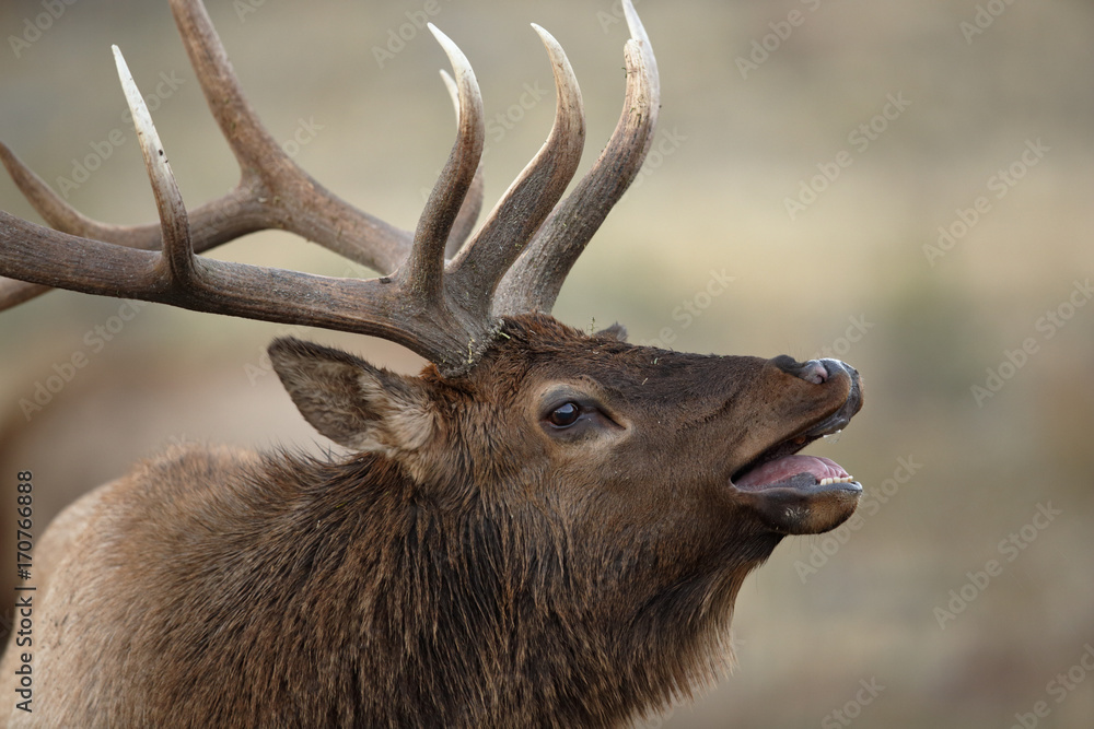 Elk Bugle Elk Bugle