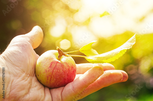 close up red apple with leaf in hand with sunlight on background. healthy lifestyle. wellness concept