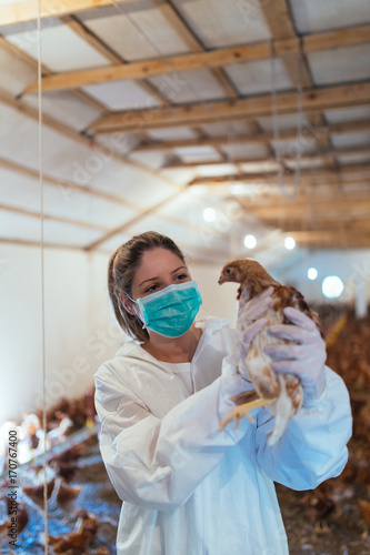 Fototapeta Naklejka Na Ścianę i Meble -  Veterinarian examining a chicken in chicken farm.