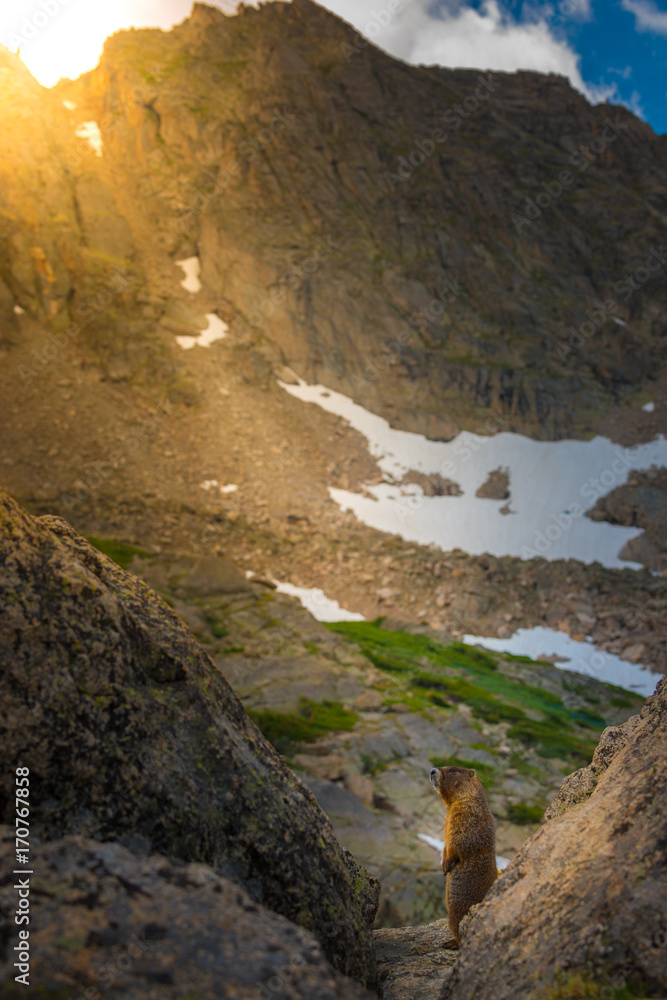 Yellow-bellied marmot at sunset