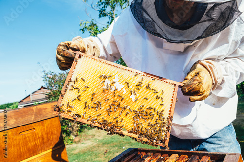 Obraz na płótnie honey production and bees keeping