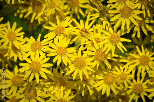 Соцветие желтых полевых цветов.