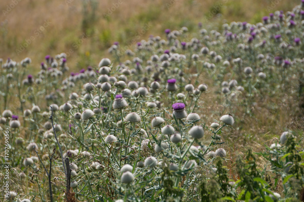 A field of Thistle