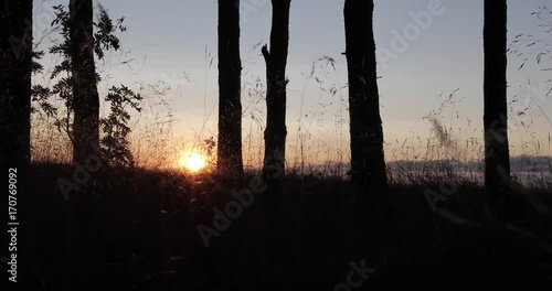 silhouettes of trees in a forest against a sunset background photo