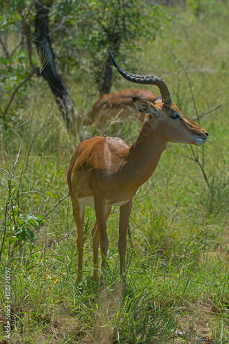 South Africa Impala green background