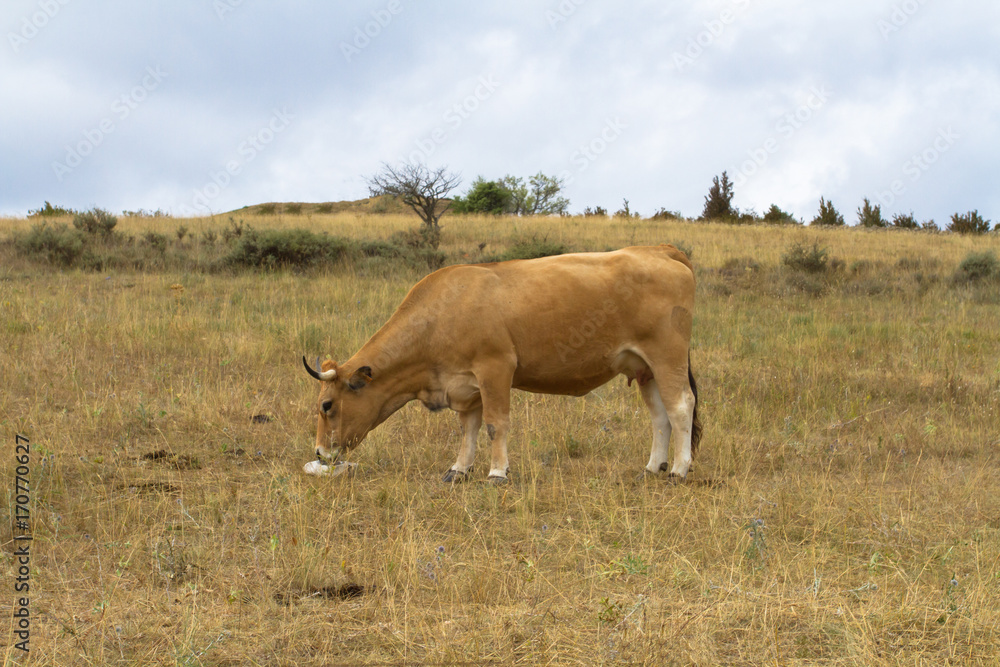 vaches vaches