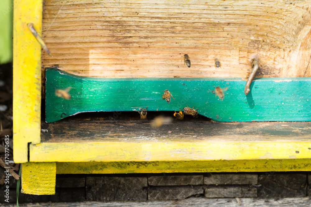 Bee with pollen that enter in the hive Bee with pollen that enter in the hive