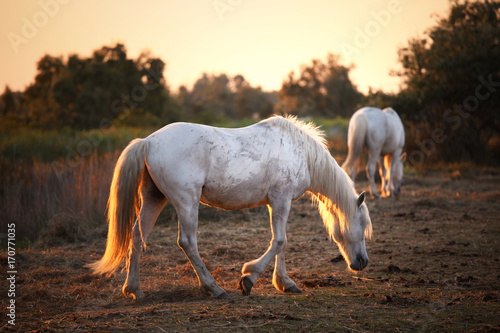 Two camargue white horses in golden red sunset light.