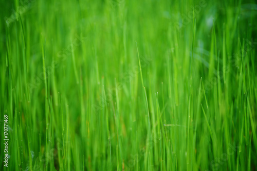 Green grass field suitable for backgrounds or wallpapers, natural seasonal landscape.