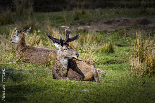 Bukhara Deer in Lying on Grass