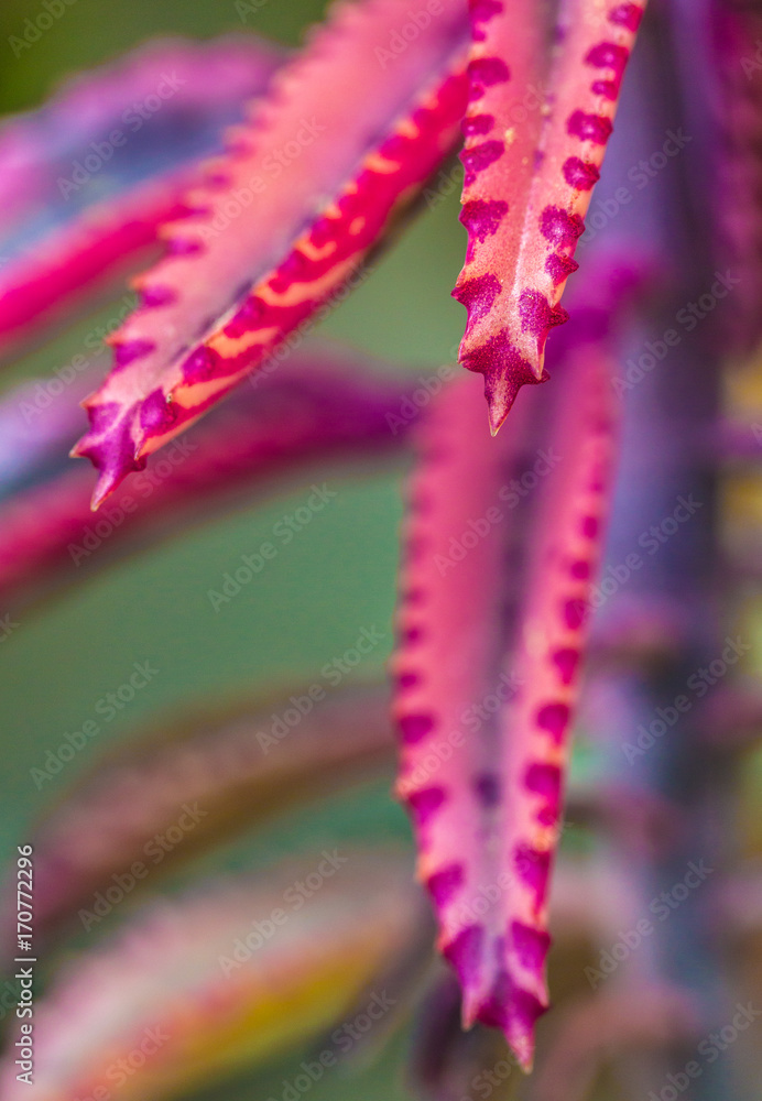 pink succulent pink succulent