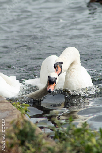 Swans