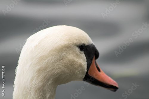 Swan close up