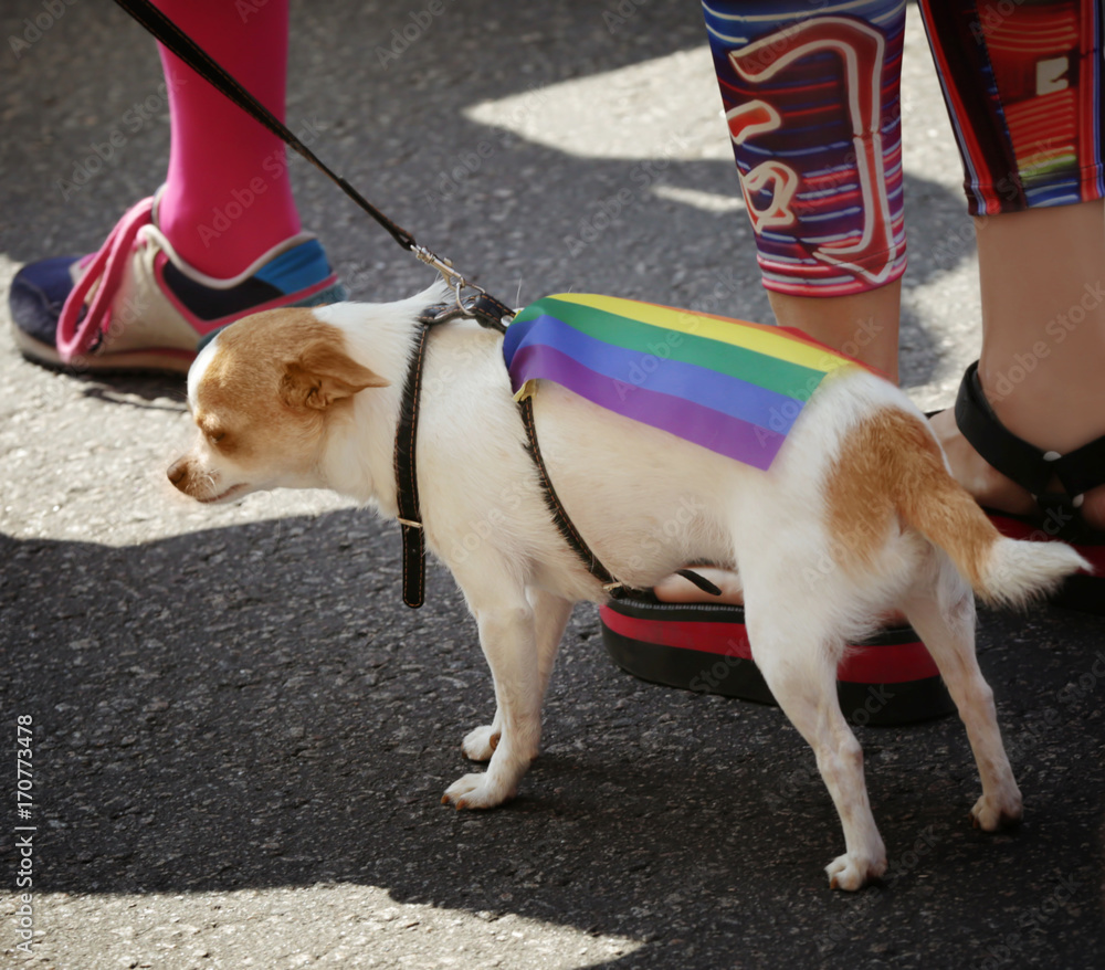 Concept of sexual minority. Cute dog with gay rainbow flag outdoors