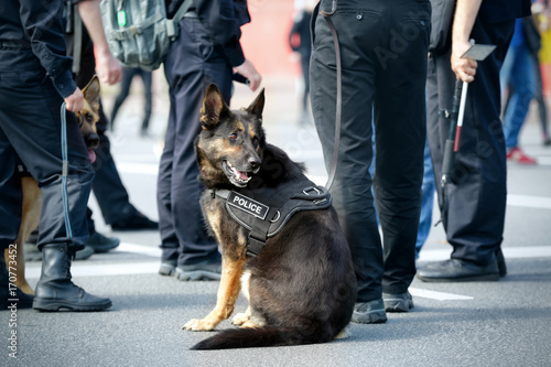 Smart police dog sitting outdoors photo