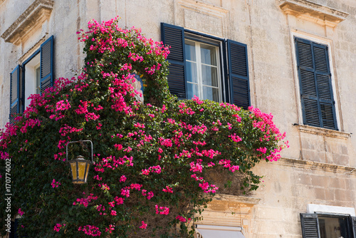 Pink flowers hanging on a house