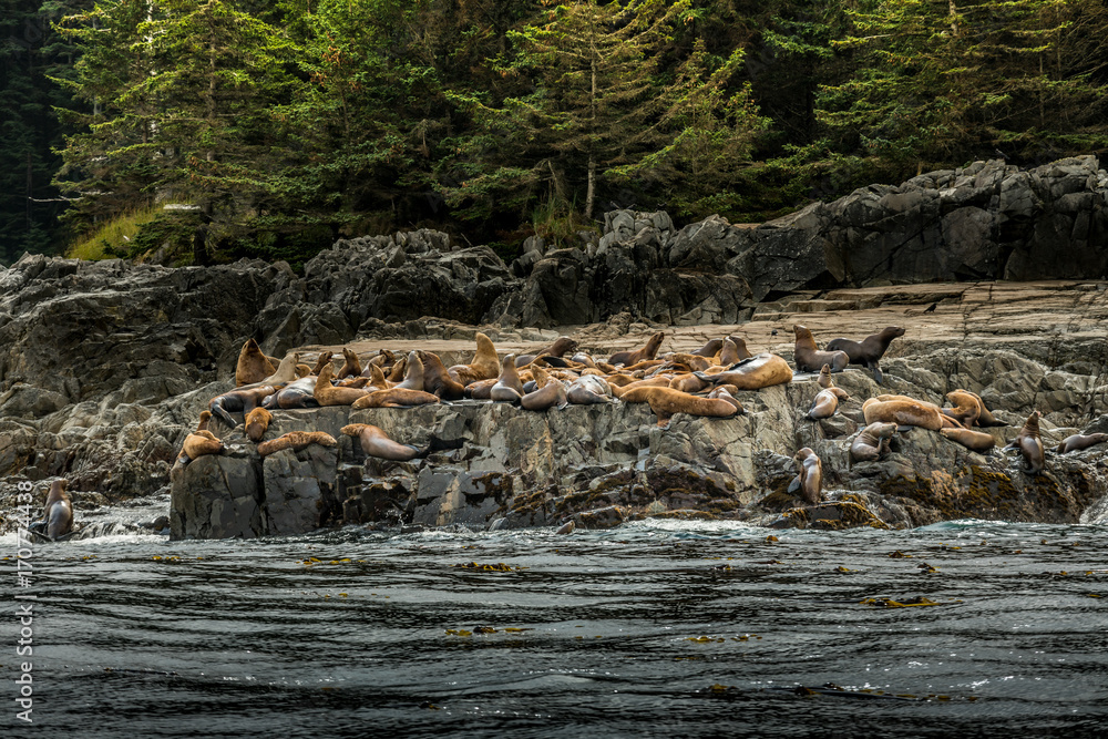Fototapeta premium Sea Lion relaxing on the coast of Haida Gwaii. British Columbia. Canada