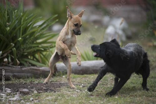 Playing dogs photo