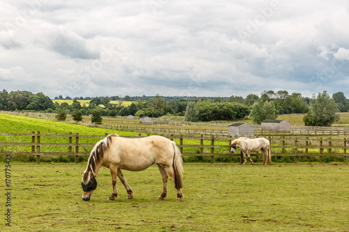 Beautiful landscape with two small horses grazing on a beautiful farm