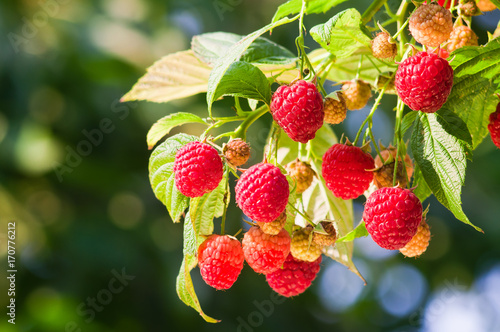 Raspberry berries are lit by the sun on the branches in the garden