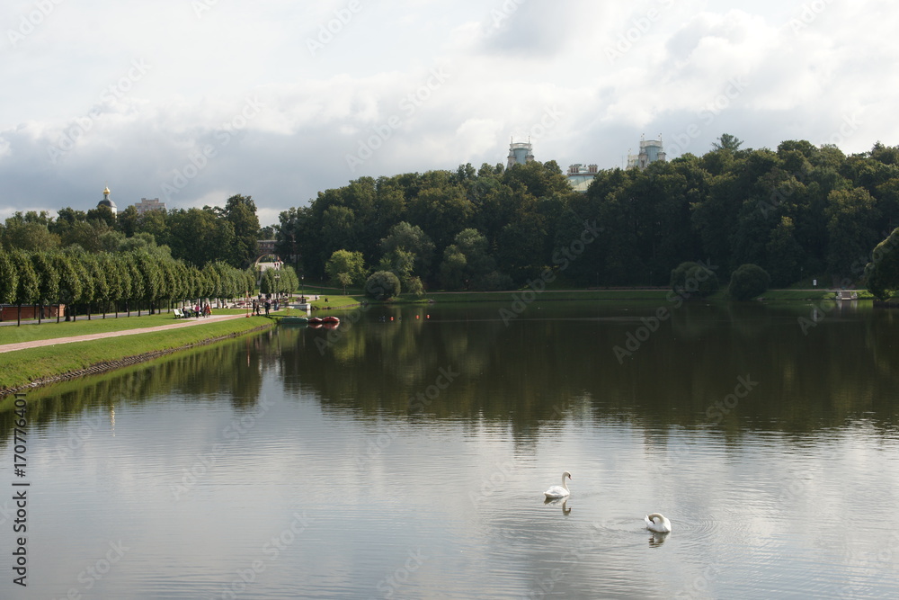 Swans in the pond. Moscow, Russia, museum reserve Tsaritsyno