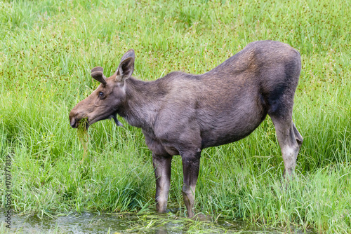 Young Bull Moose Eating Grass From a Stream - Shiras Moose of The Colorado Rocky Mountains