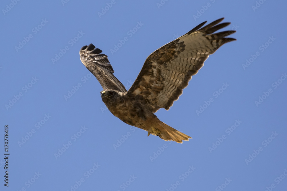 Fototapeta premium Bird pf prey hawk flying high above Los Angeles field