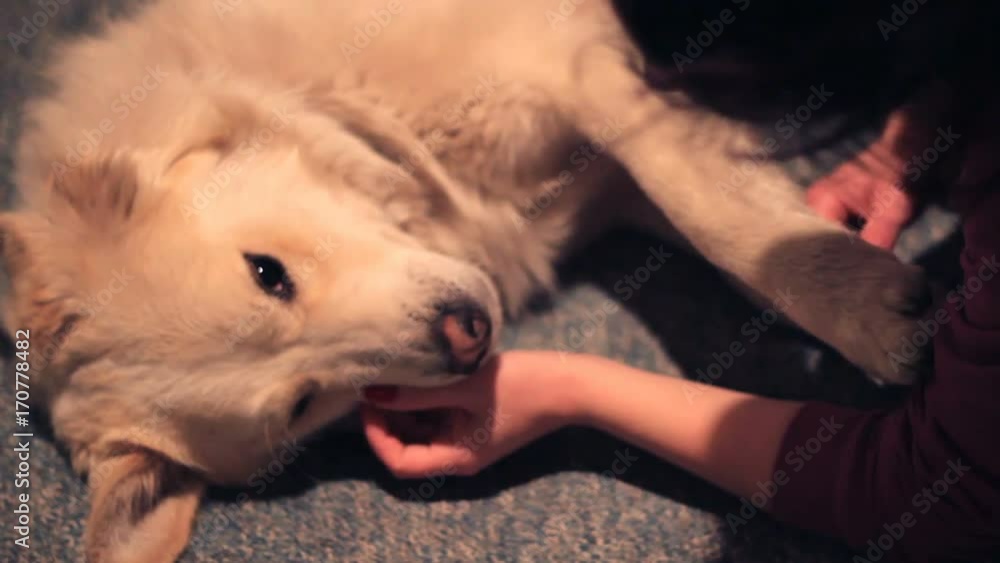 dog and his owner are cuddling on the floor dog and his owner are cuddling on the floor