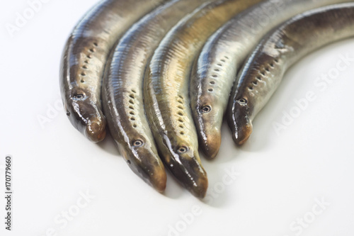 River lamprey on a white background photo