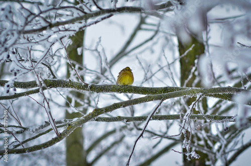 Yellow bird hiding amidst the frozen tree branches at a very cold weather in winter