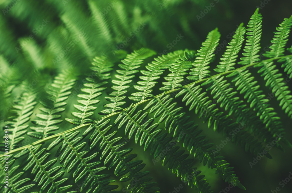 Fern leaves. Close up. Abstract.