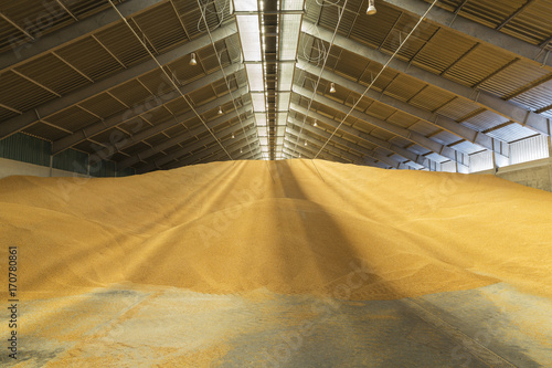 Dried corn grains in a warehouse