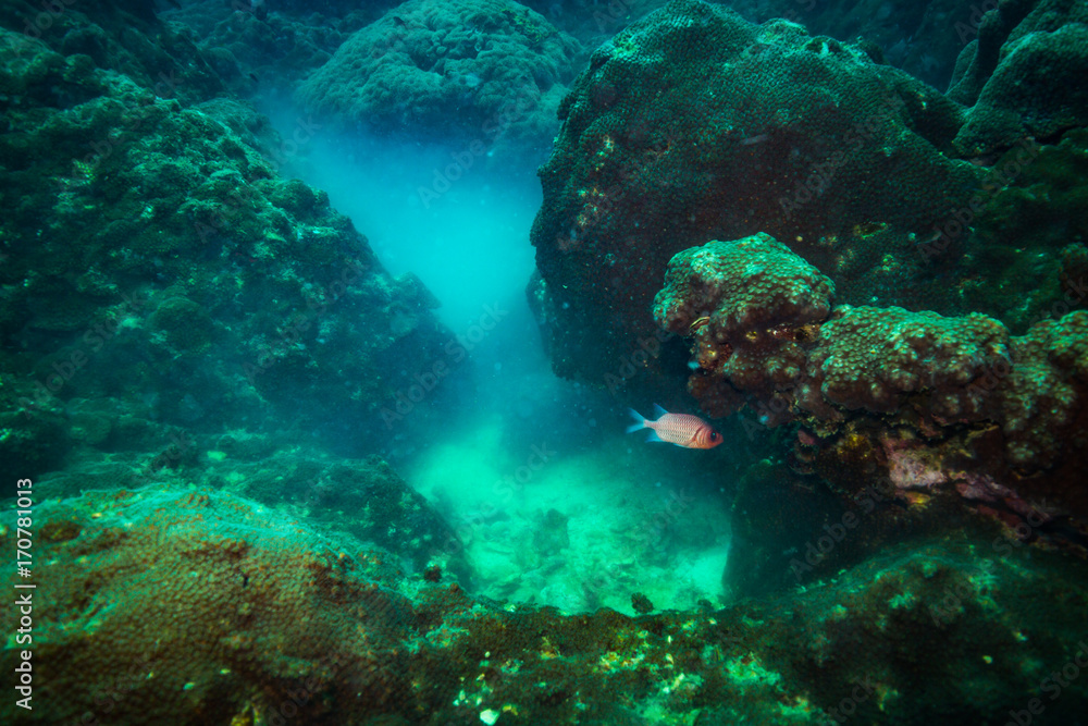 Fototapeta premium Coral reer