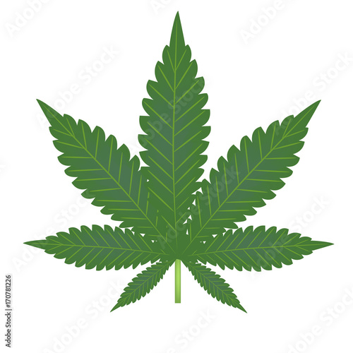  Marijuana. Sheet hemp closeup. Narcotic. Vector illustration
