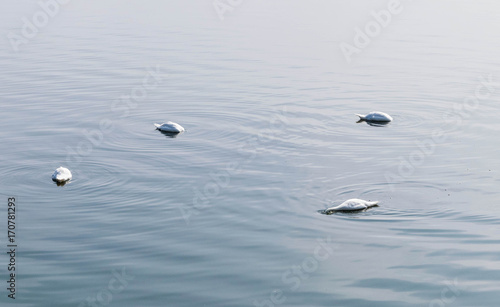 Group of swans with their heads in Draycote Waters lake on a foggy morning photo