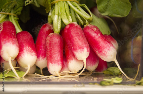 Fresh radish vegetables.Closeup