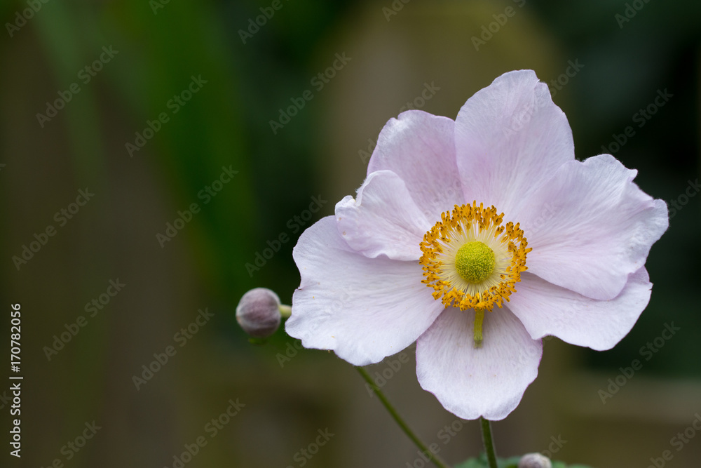 Pink følower on black background Pink følower on black background