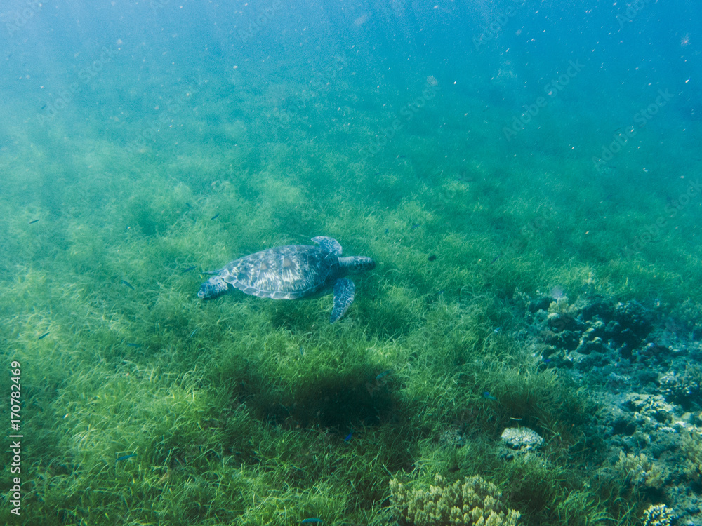 Green sea turtle in sea water. Tropical lagoon inhabitant. Marine species in wild nature. Green sea turtle in sea water. Tropical lagoon inhabitant. Marine species in wild nature.