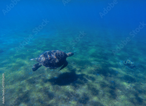 Green sea turtle in sea water. Cute sea turtle dives. Marine species in wild nature.